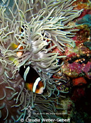 playing in Nemo's garden..... by Claudia Weber-Gebert 